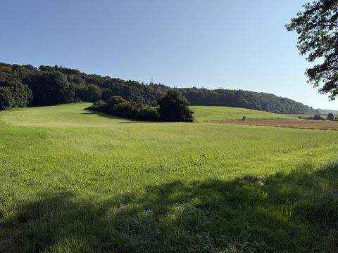 Zusmarshausen Bauernhöfe, Landwirtschaft, Zusmarshausen Forstwirtschaft