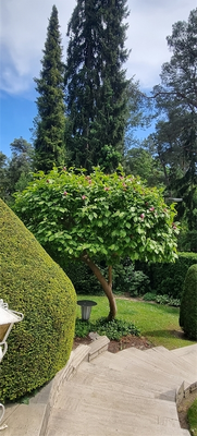 Magnolie - seit Jahrzehnten ge