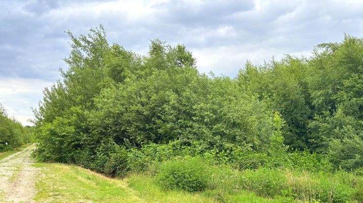 Zuwegung zu den Grünlandflächen