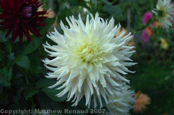 Bild 37