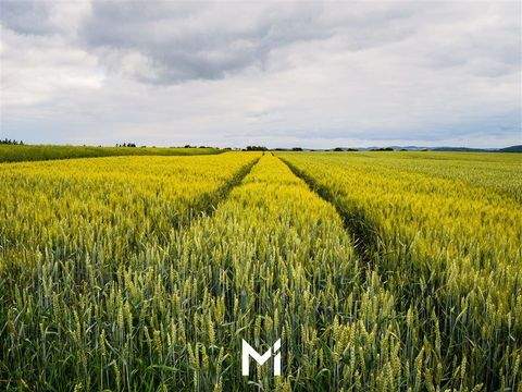 Landesbergen Bauernhöfe, Landwirtschaft, Landesbergen Forstwirtschaft