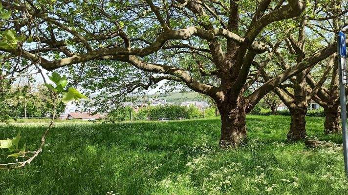 Bäume in der Nachbarschaft
