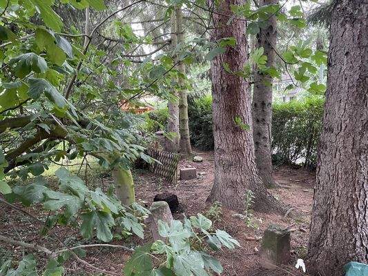 Garten mit eigenem "Wäld'chen"