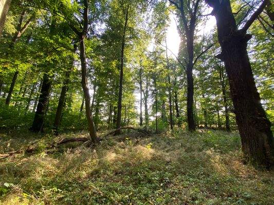 Schlosspark (23).JPG