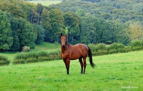 Stromberg Bauernhöfe, Landwirtschaft, Stromberg Forstwirtschaft