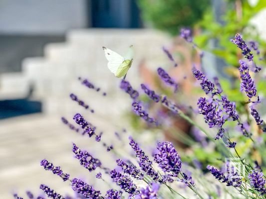 Garten-Falter.jpg