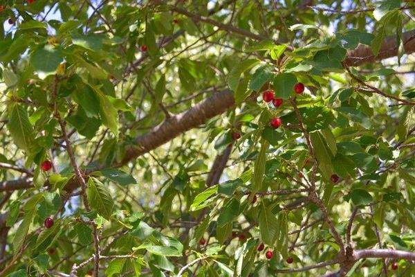 Kensington Mallorca North