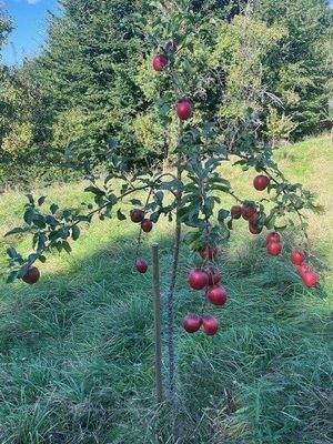 die eigenen Äpfel im Garten