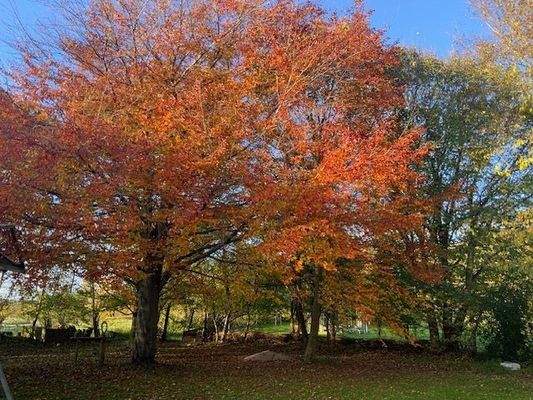 Garten hinter dem Wohnhaus