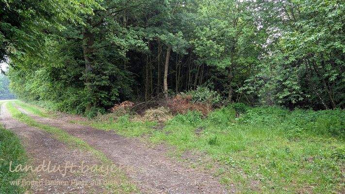 Das kleine Waldflurstück jenseits des Wegs.jpg
