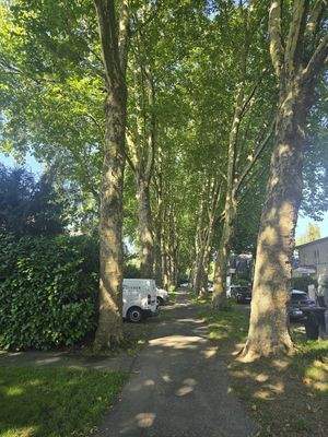 Die Platanenallee vor der Türe