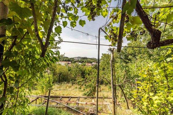 26 août 2025-14155C9A9771.jpg