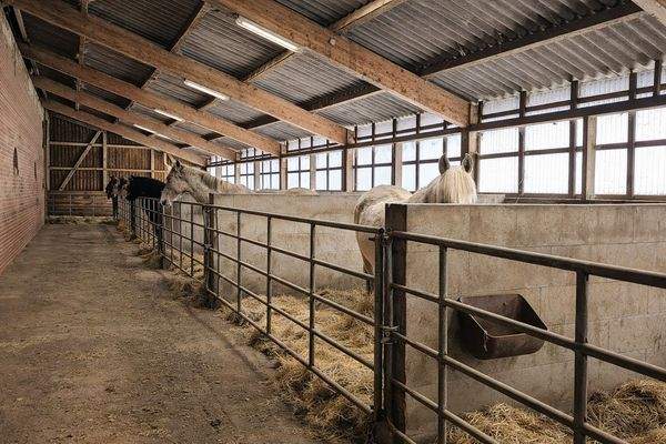 Heller, luftiger Stall unter einem soliden Schlep