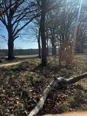 Wald in unmittelbarer Nähe