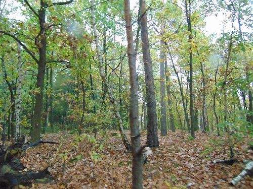 Waldgrundstück Bild 1.jpg