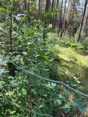 Eichen und Buchen unter dem Schirm von Kiefern