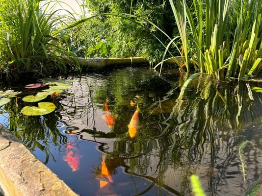 Koi-Teich im..