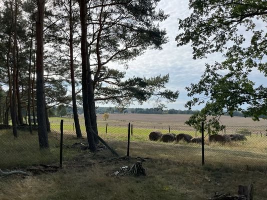 Wald Grundstücksgrenze