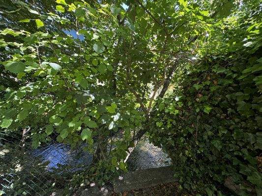 Das Grundstück ist ruhig und idyllisch am Bach gelegen