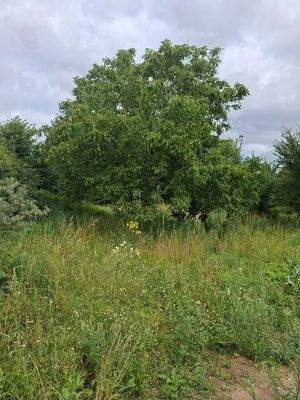 Garten oder Baugrund