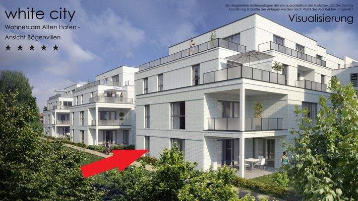 White City Bögenvilla 4.jpg