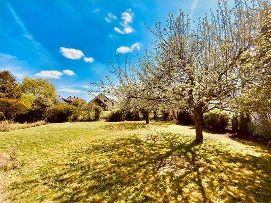 grün eingewachsener Garten