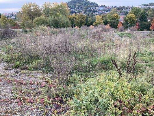 viel Bebauungsmöglichkeiten