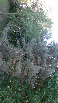 gepflegte Grünanlage