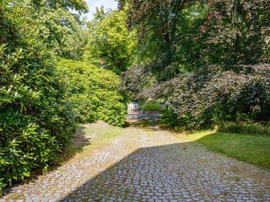 Auffahrt mit ortsprägender Buche 