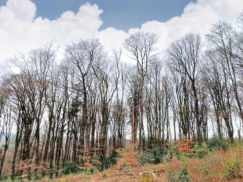 Wermelskirchen Bauernhöfe, Landwirtschaft, Wermelskirchen Forstwirtschaft