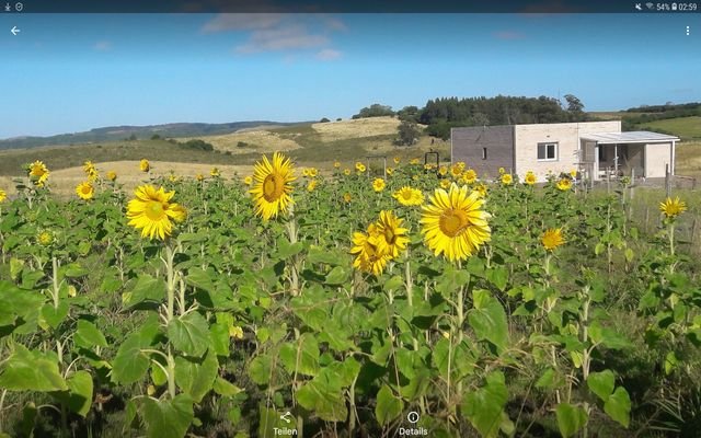 Sonnenblumen