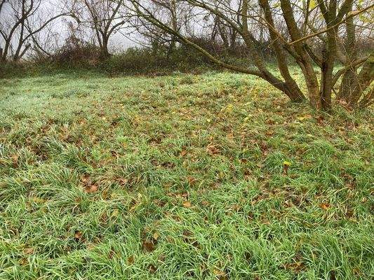 Das große Grundstück