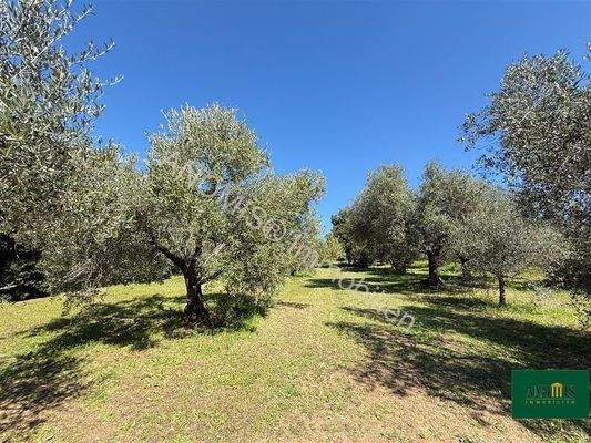 Olivenhain mit Meerblick