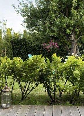 Blick Terrasse in Garten