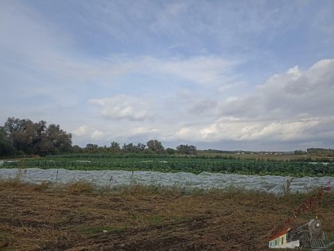 Lassee Bauernhöfe, Landwirtschaft, Lassee Forstwirtschaft