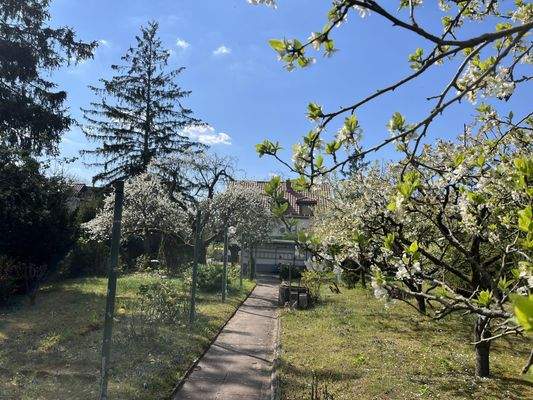 Garten Blick zum Haus