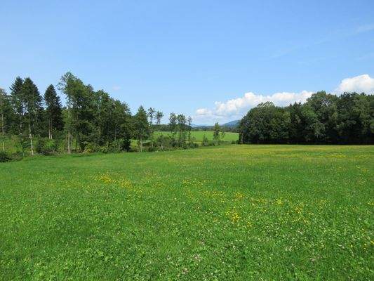 kleiner Waldbestand überwiegend mit Laubbäumen