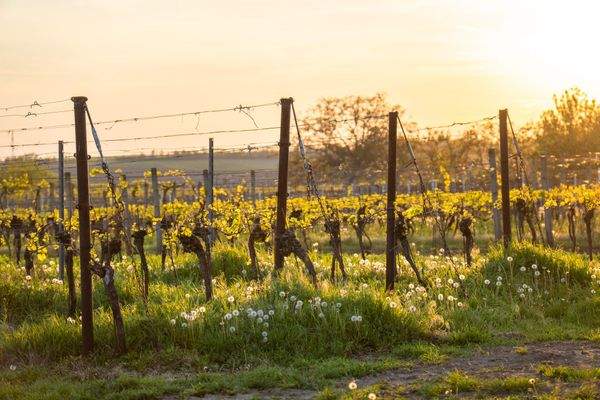 Kopie souboru DSC02126.jpg