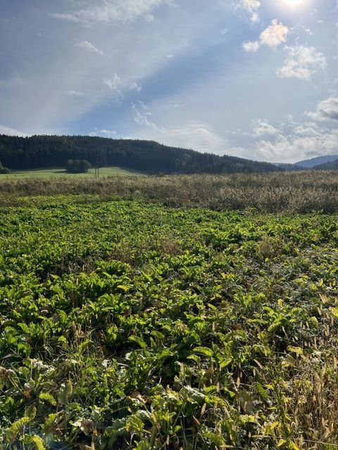 Weißkirchen in Steiermark Bauernhöfe, Landwirtschaft, Weißkirchen in Steiermark Forstwirtschaft