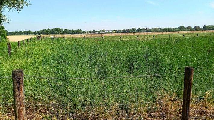 Blick aus dem Garten