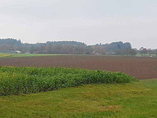 Willms 27022021 106.jpg