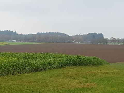 Altenmünster Bauernhöfe, Landwirtschaft, Altenmünster Forstwirtschaft