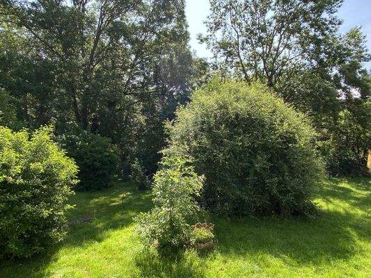 Blick in den Garten