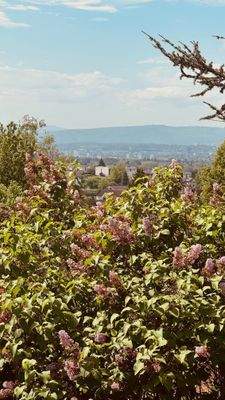 blick nach basel.jpg