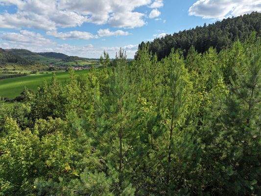 Blick auf die Baumkronen