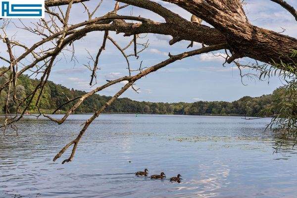 Griebnitzsee, Blick auf andere Uferseite
