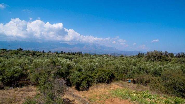 Kreta, Kefalas: NEUBAU! Gemütliche Villa unter den Olivenbäumen zu verkaufen