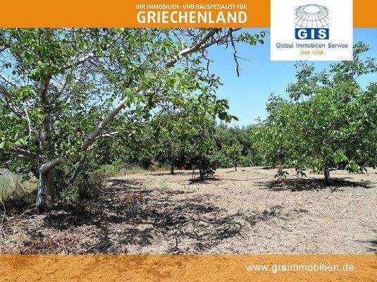 schöner Obstbaumbestand