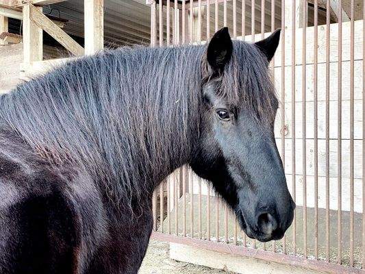 Pferdehaltung möglich