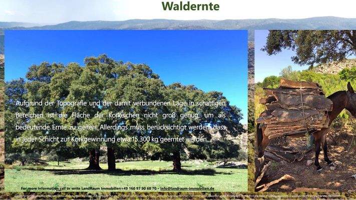 La Nueva Merced - Expose LRI - Deutsch-24.jpg